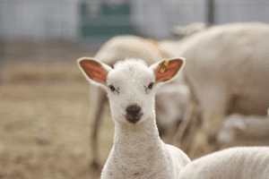 Photo of lamb, Shearwell data